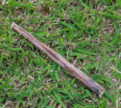 Whesco Tyrestænger 20 cm 1 stk.