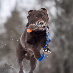 Doggie-Zen Bungee Beaver Tug L with Chuckit S