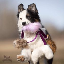 Doggie-Zen Octopus Chaser S Beaver + Fox + Rabbit