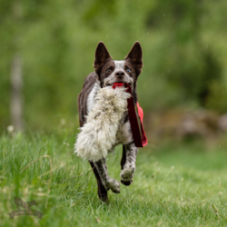 Doggie-Zen Sheepskin Chaser Tug L
