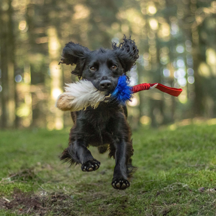 Doggie-Zen Bungee Tricolor Tug M