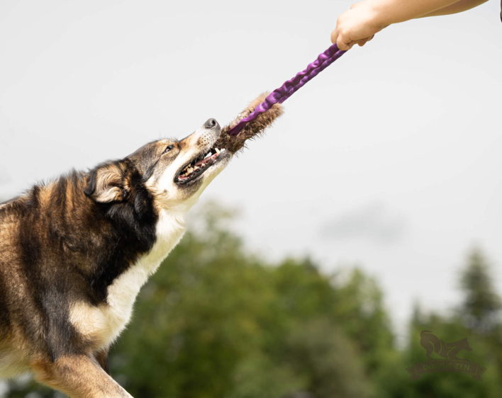 Doggie-Zen Bungee Beaver Ring