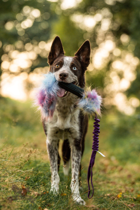 Doggie-Zen Bungee Squeaker Tube Crinkle n' Treat Tug