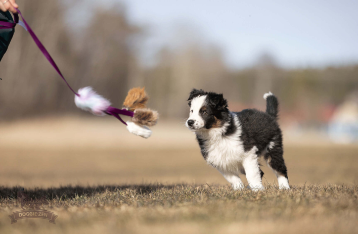 Doggie-Zen Octopus Chaser S Beaver + Fox + Rabbit