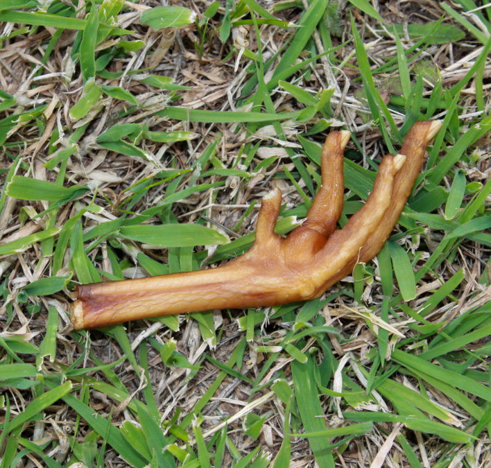 Snack'it Hønsefødder 1 stk.