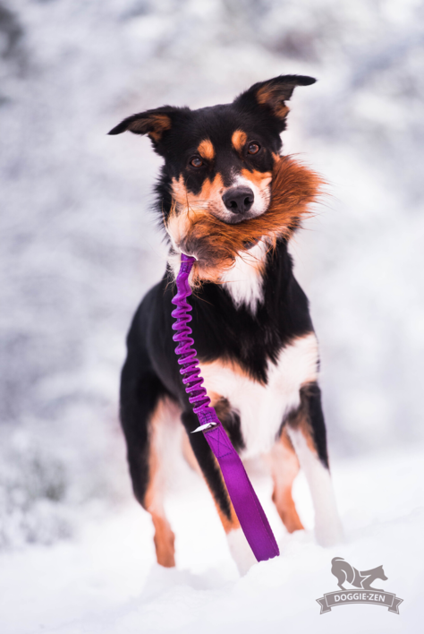 Doggie-Zen Bungee Fox Tug L