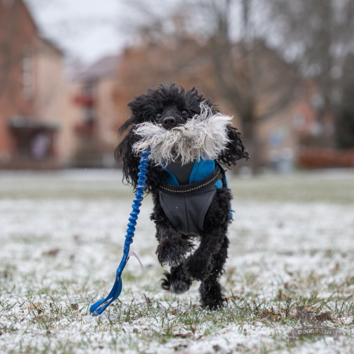Doggie-Zen Bungee Sheepskin Tug S