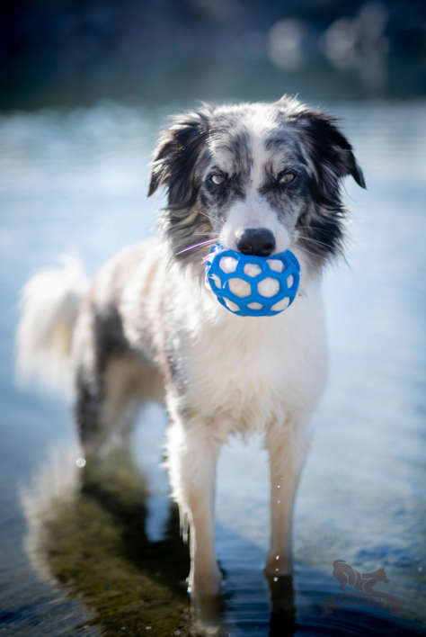 Doggie-Zen Sheepskin Squeaker til Hol-ee M