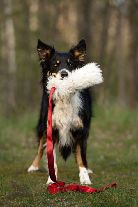 Doggie-Zen Sheepskin Chaser Tug L