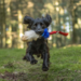 Doggie-Zen Bungee Tricolor Tug M