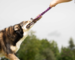 Doggie-Zen Bungee Beaver Ring