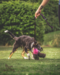 Doggie-Zen Octopus Sheepskin Chaser