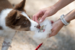 Doggie-Zen Bungee Treat Tug Sheepskin S