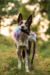 Doggie-Zen Bungee Squeaker Tube Crinkle n' Treat Tug