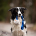 Doggie-Zen Bungee Chuckit Air Tug L with Rabbit