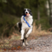 Doggie-Zen Bungee Chuckit Air Tug L with Rabbit
