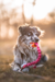 Doggie-Zen Bungee Chuckit Air Tug L with Rabbit