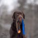 Doggie-Zen Bungee Beaver Tug L with Chuckit M