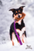 Doggie-Zen Bungee Fox Tug L
