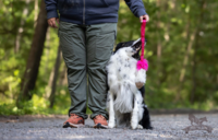 Doggie-Zen Bungee Tricolor Tug M