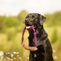 Doggie-Zen Bungee Beaver Ring