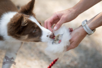 Doggie-Zen Bungee Treat Tug Sheepskin S