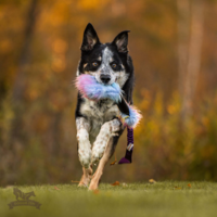 Doggie-Zen Bungee Squeaker Tube Crinkle n' Treat Tug