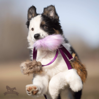Doggie-Zen Octopus Chaser S Beaver + Fox + Rabbit