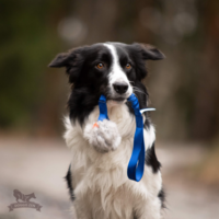 Doggie-Zen Bungee Chuckit Air Tug L with Rabbit