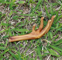 Snack'it Hønsefødder 1 stk.
