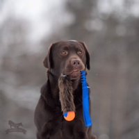 Doggie-Zen Bungee Beaver Tug L with Chuckit M