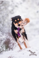 Doggie-Zen Bungee Fox Tug L