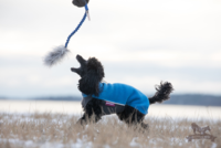 Doggie-Zen Bungee Sheepskin Tug S