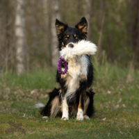 Doggie-Zen Bungee Pocket Sheepskin Tug