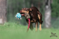 Doggie-Zen Sheepskin Squeaker til Hol-ee L